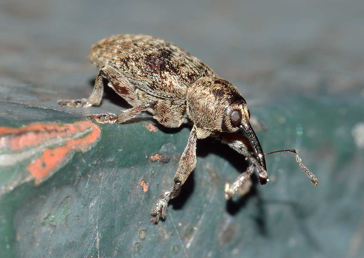 Curculionide da identificare - Dorytomus tremulae