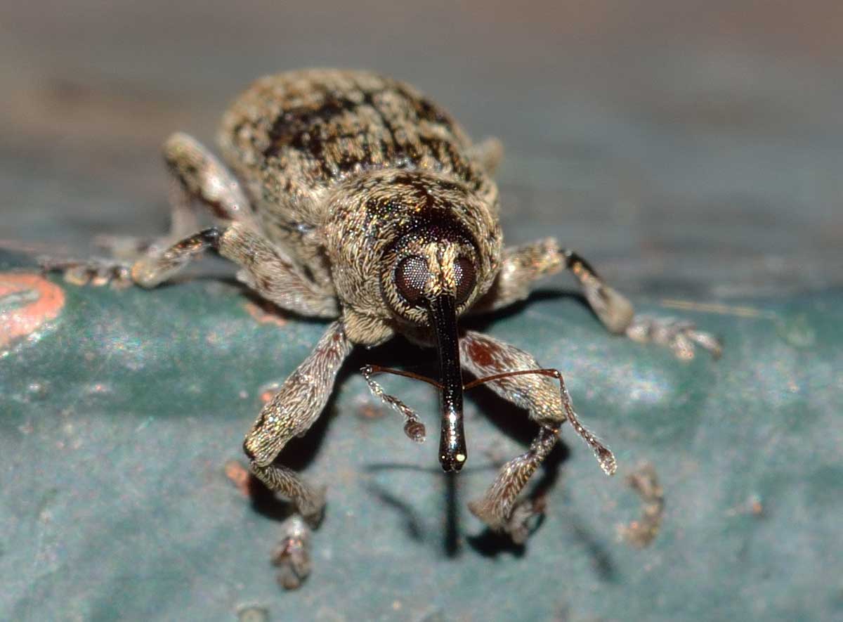Curculionide da identificare - Dorytomus tremulae