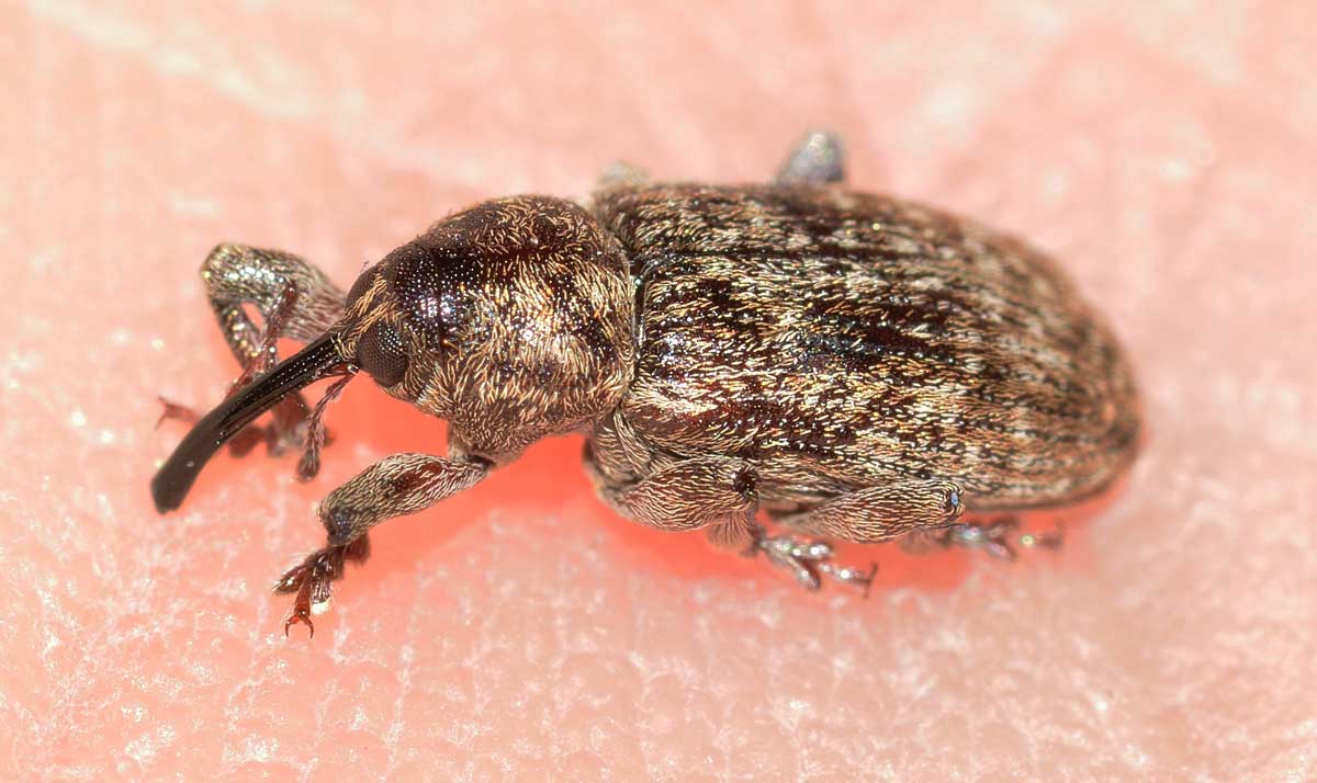 Curculionide da identificare - Dorytomus tremulae