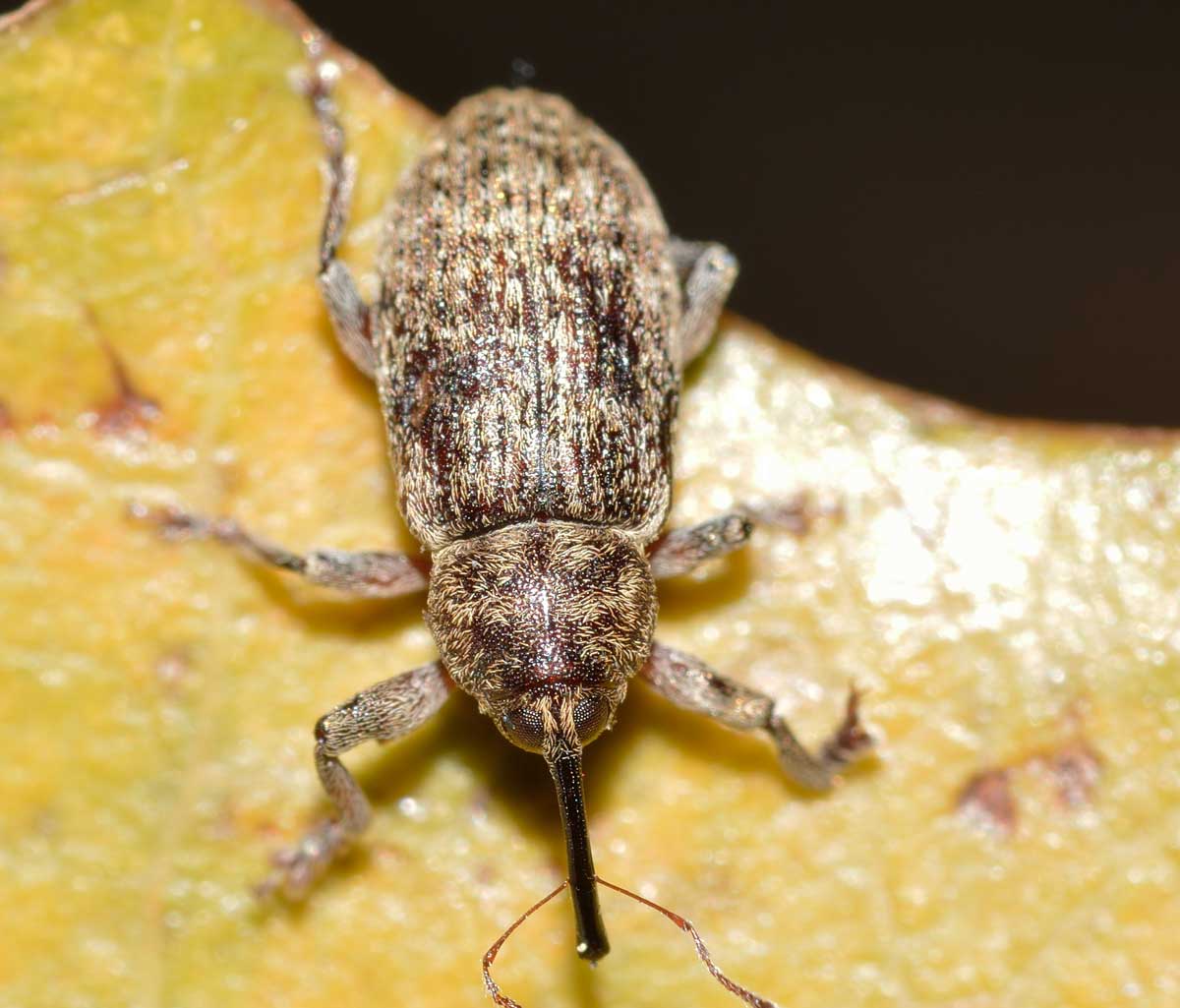 Curculionide da identificare - Dorytomus tremulae