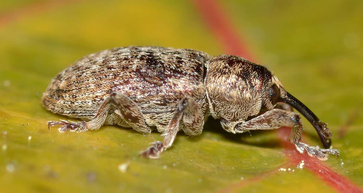 Curculionide da identificare - Dorytomus tremulae