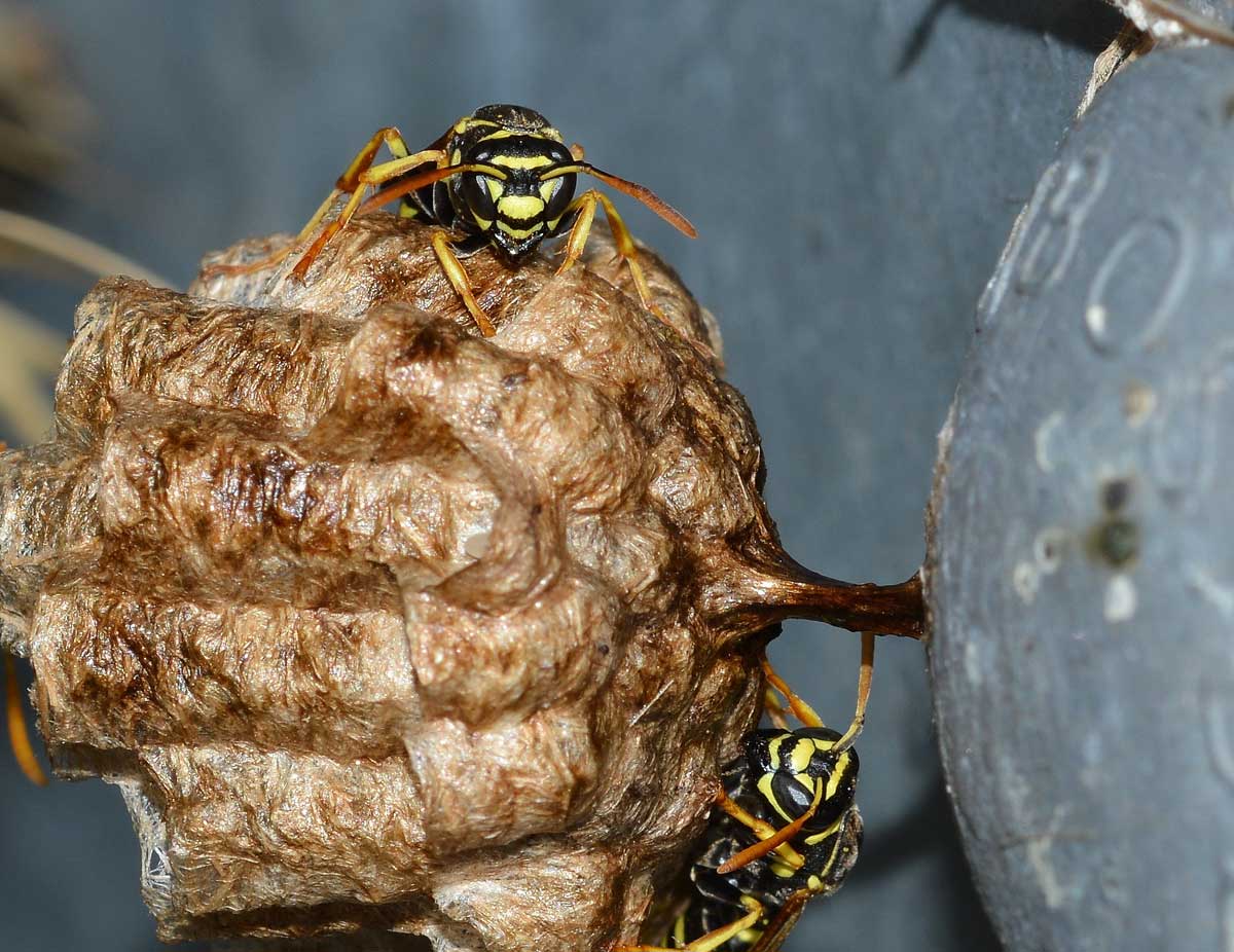 Quale Polistes? Polistes cf. nympha