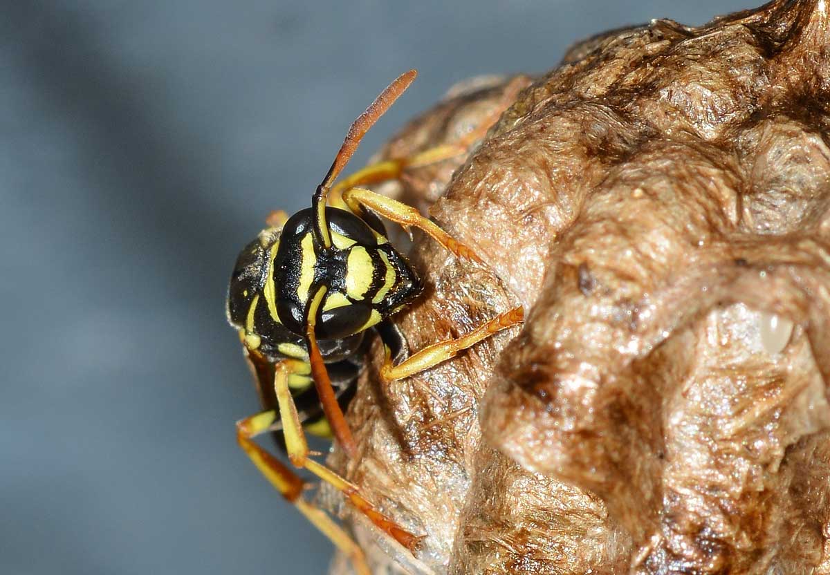 Quale Polistes? Polistes cf. nympha
