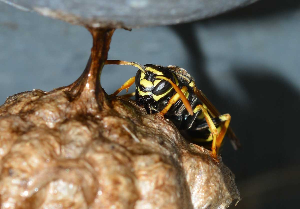 Quale Polistes? Polistes cf. nympha
