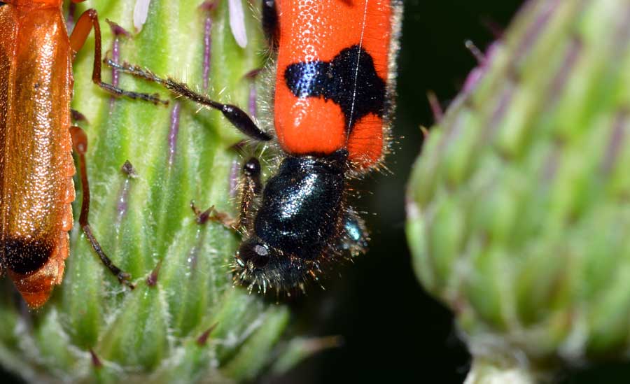 Rhagonycha fulva e Trichodes apiarius