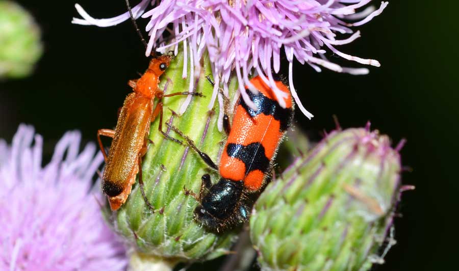 Rhagonycha fulva e Trichodes apiarius