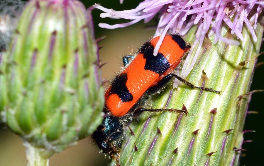 Rhagonycha fulva e Trichodes apiarius