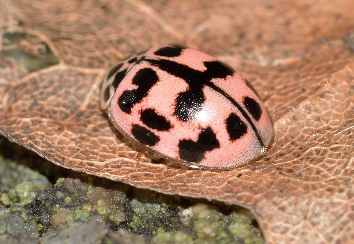 Oenopia conglobata, Coccinellidae