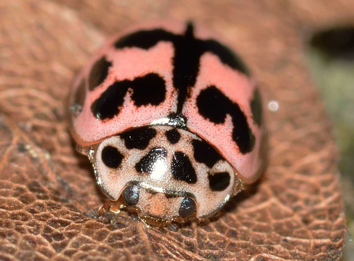 Oenopia conglobata, Coccinellidae