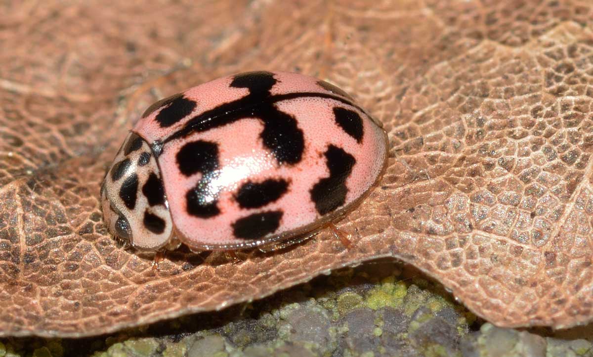 Oenopia conglobata, Coccinellidae