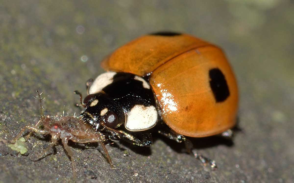 Adalia bipunctata...a pranzo!