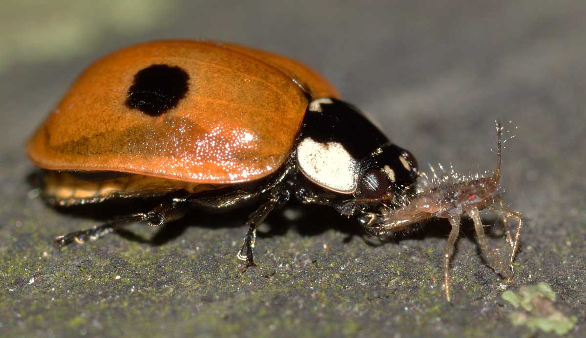 Adalia bipunctata...a pranzo!