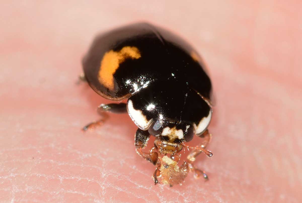 Adalia bipunctata...a pranzo!