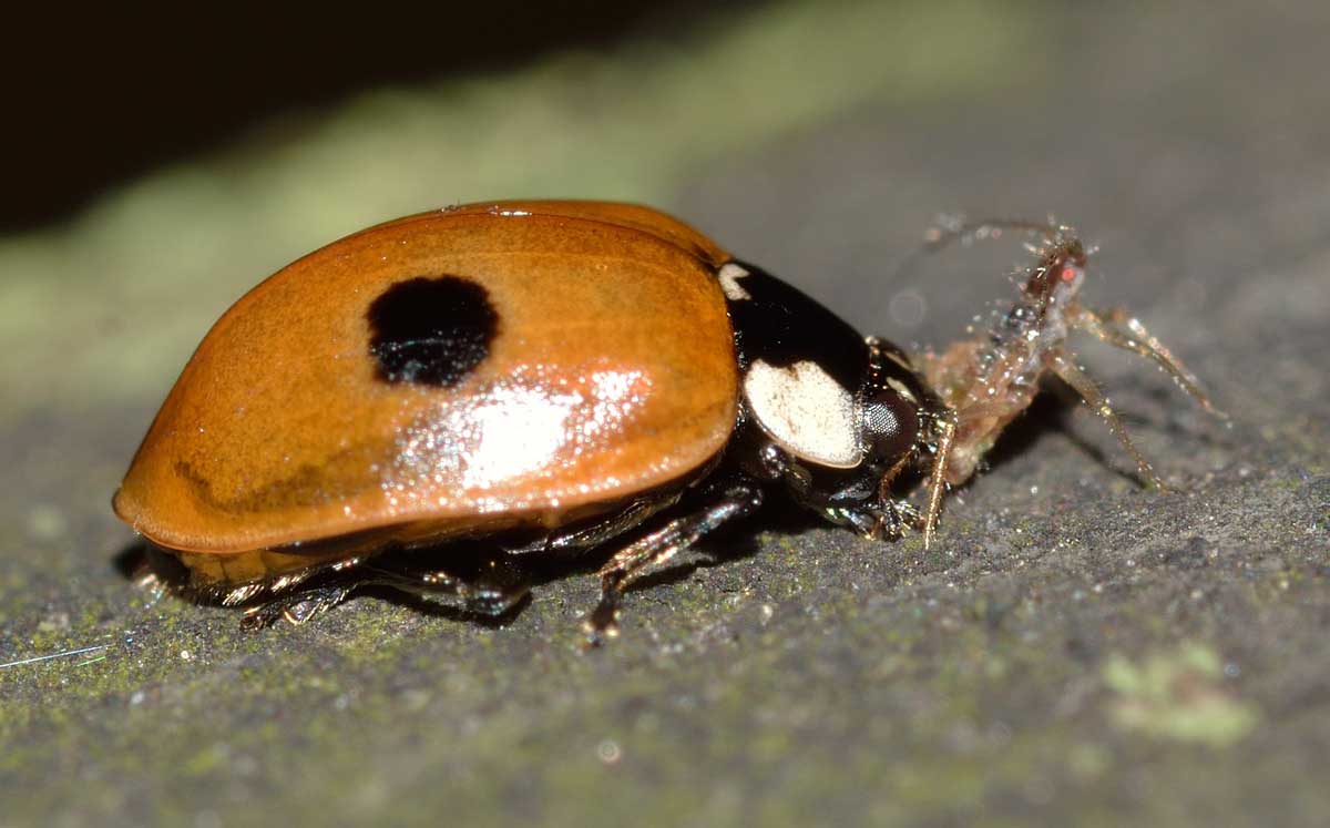 Adalia bipunctata...a pranzo!