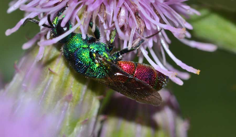 Criside da identificare: Chrysis marginata