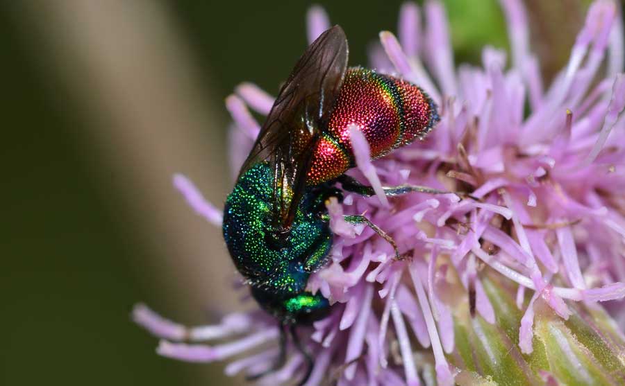 Criside da identificare: Chrysis marginata