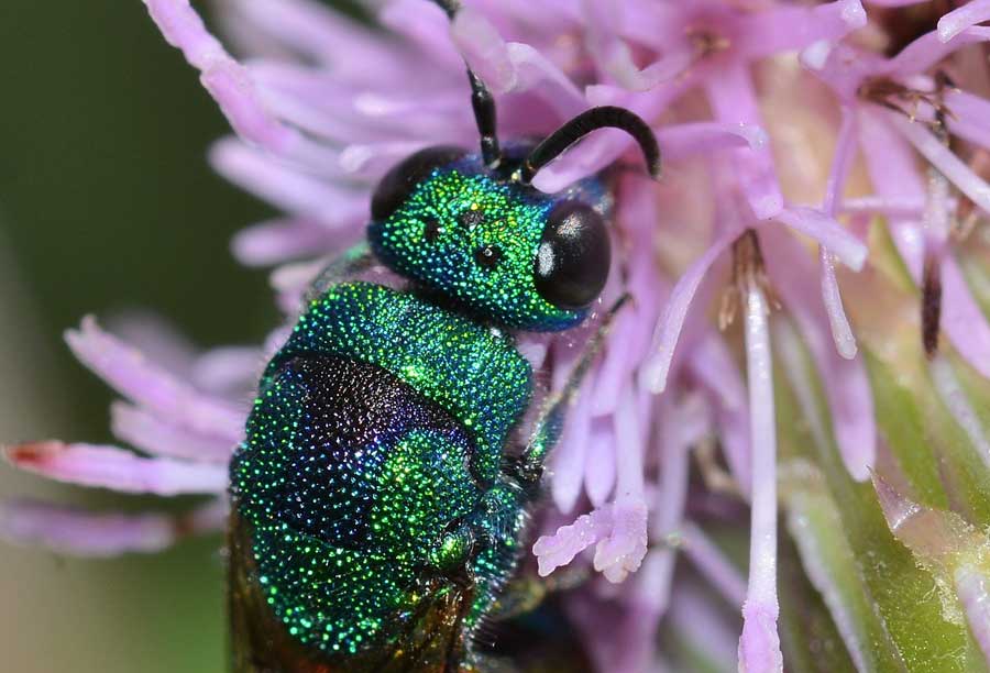 Criside da identificare: Chrysis marginata