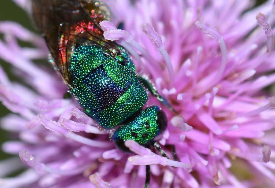 Criside da identificare: Chrysis marginata