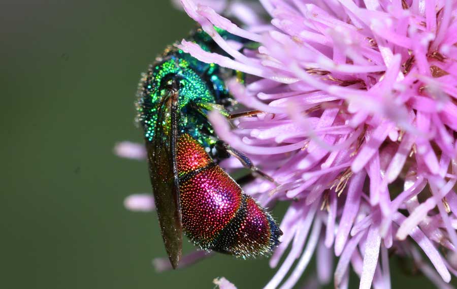 Criside da identificare: Chrysis marginata