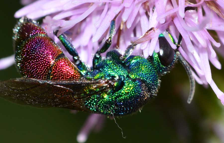 Criside da identificare: Chrysis marginata