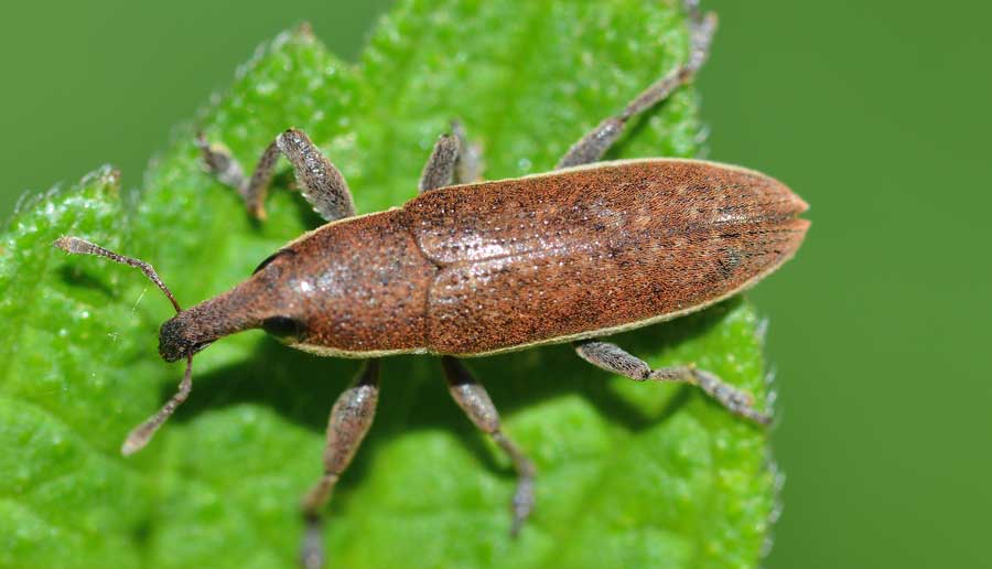 Lixus ochraceus