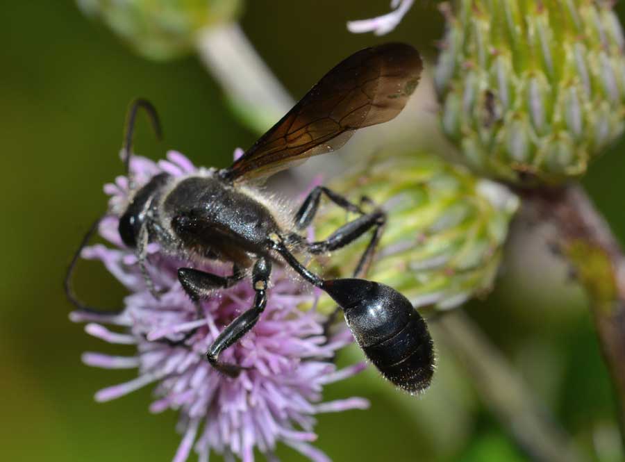 Isodontia mexicana