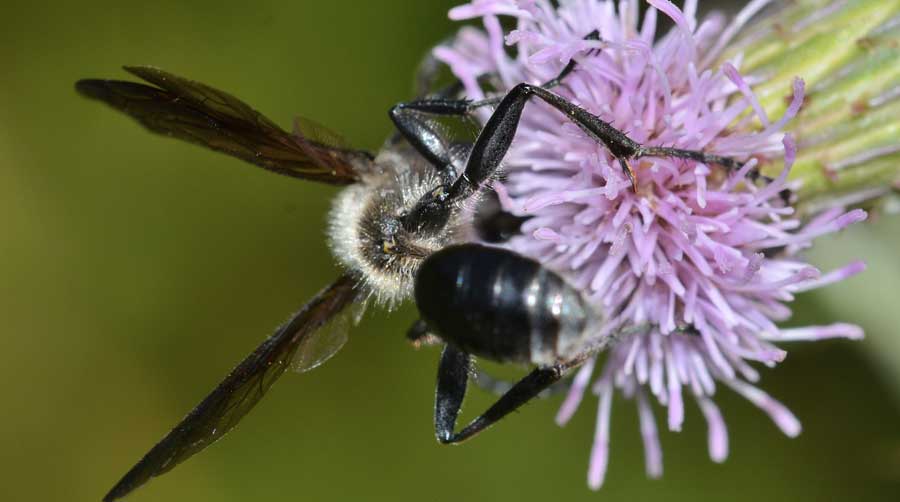 Isodontia mexicana