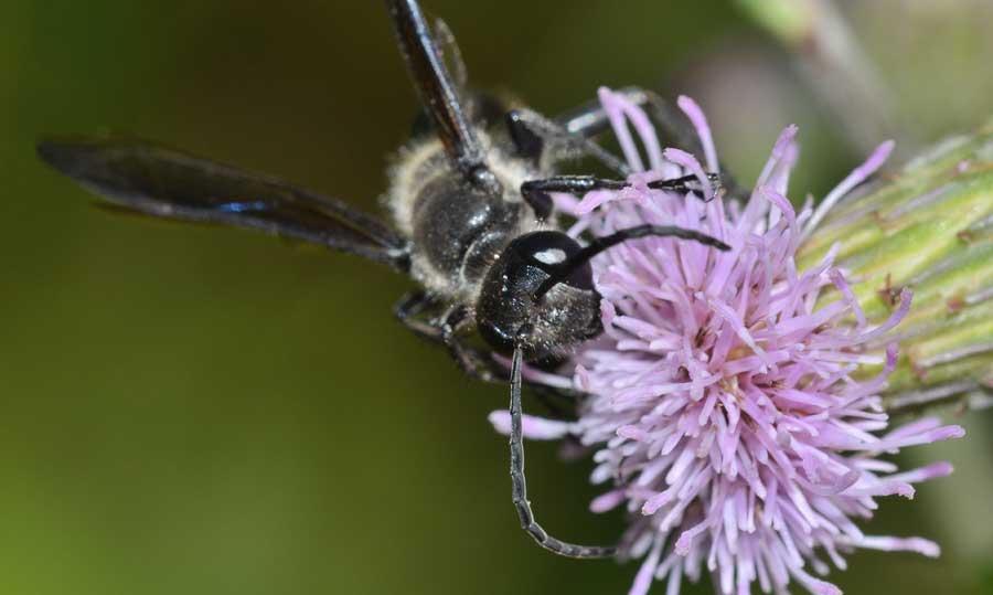 Isodontia mexicana