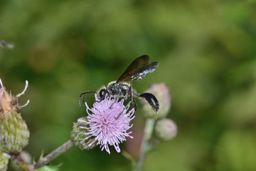Isodontia mexicana