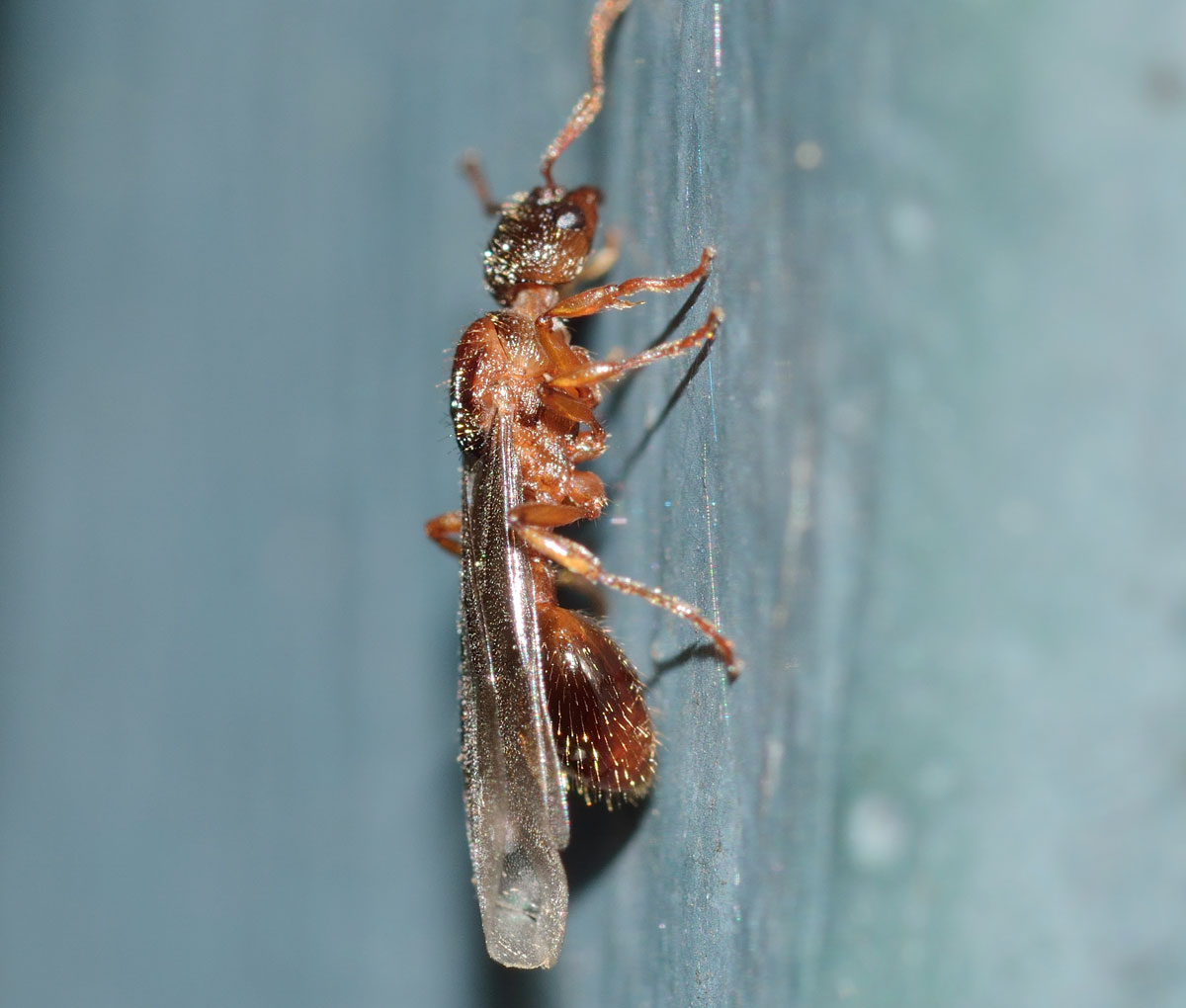 Myrmica sp., regina