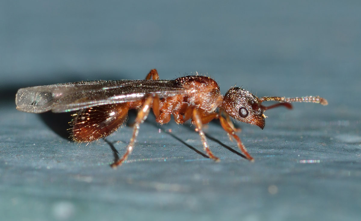 Myrmica sp., regina