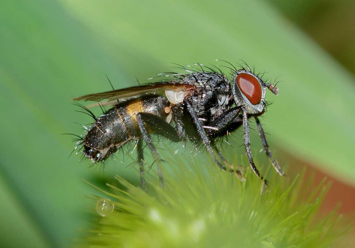 Stevenia sp. (Rhinophoridae)