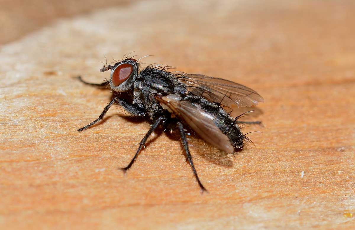 Stevenia sp. (Rhinophoridae)