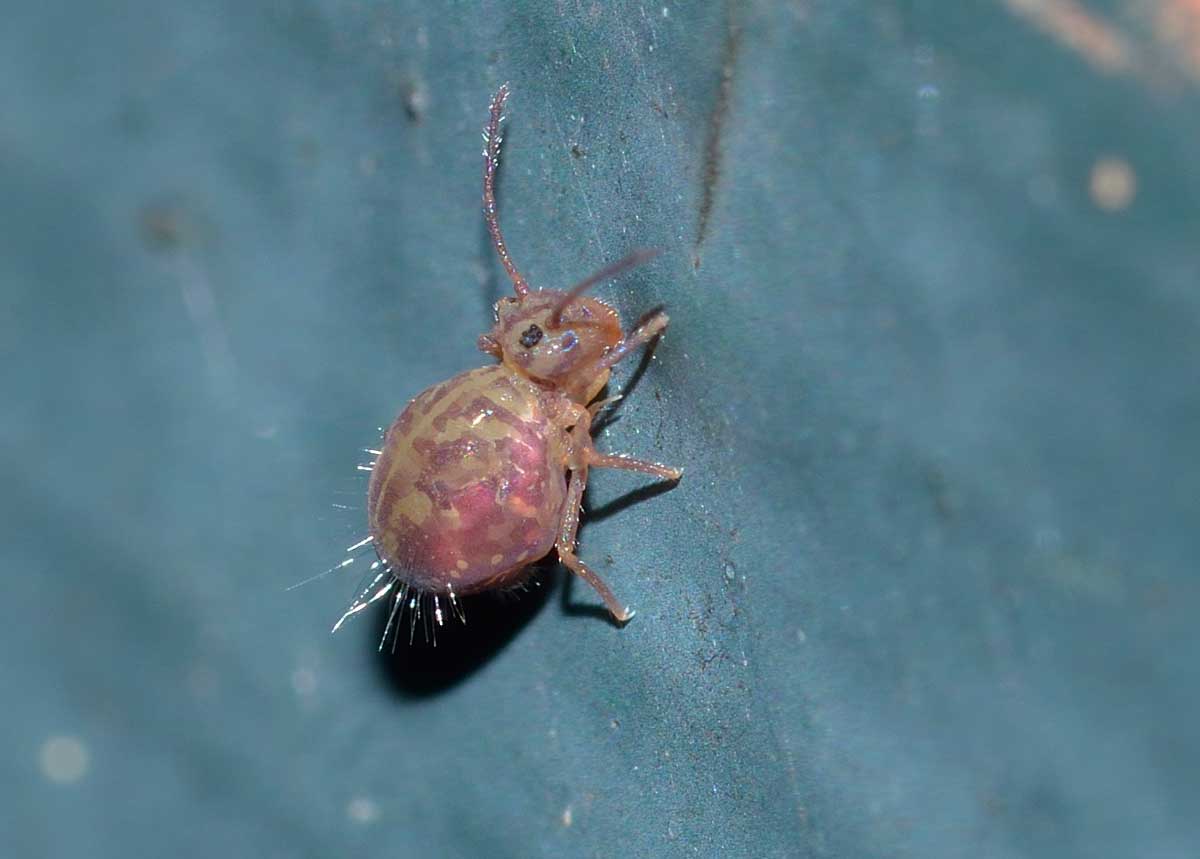 Sono Psocotteri? No; collemboli: Dicyrtomina sp.