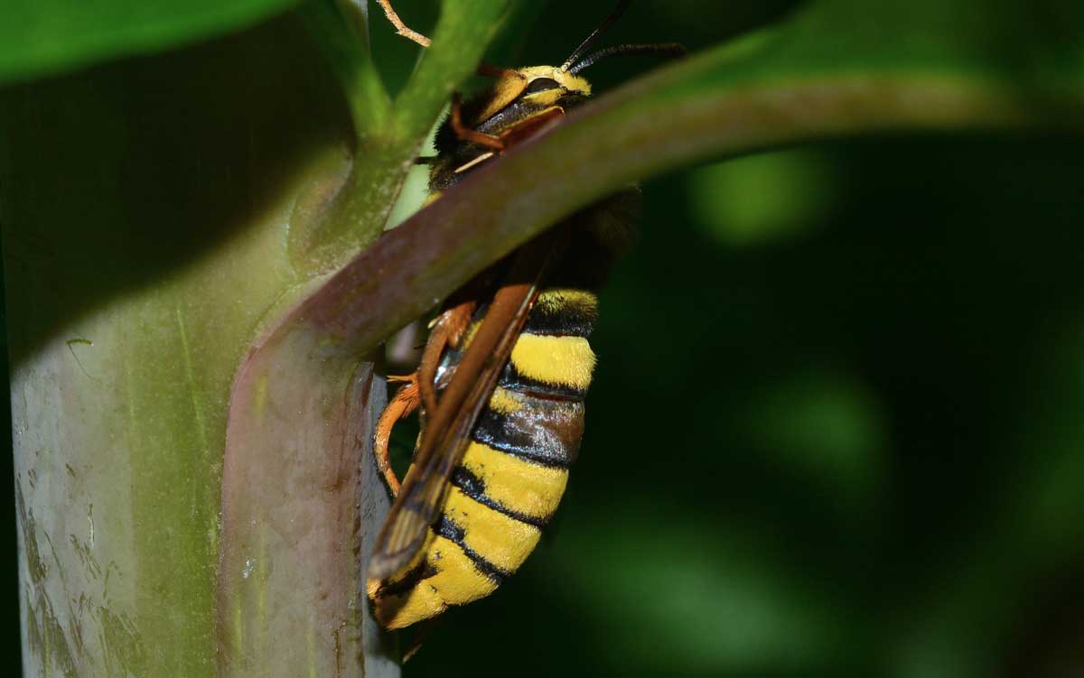 Da identificare - Sesia apiformis