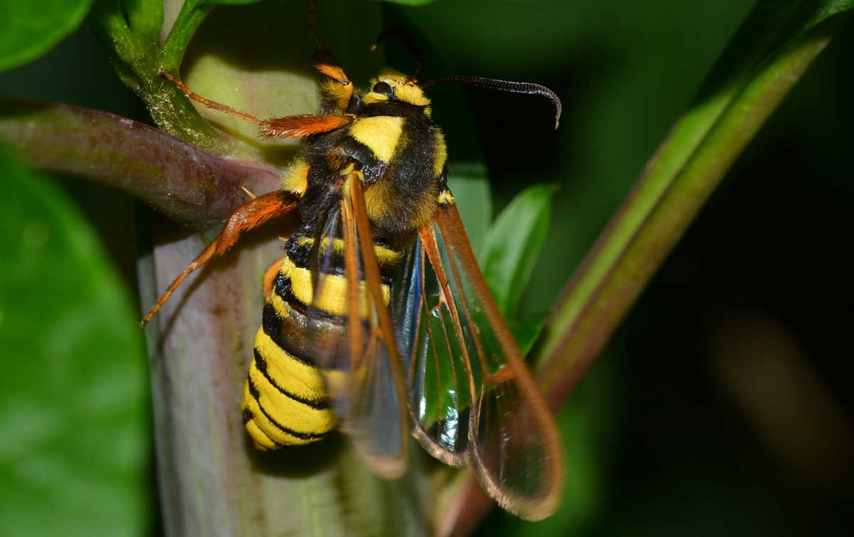 Da identificare - Sesia apiformis