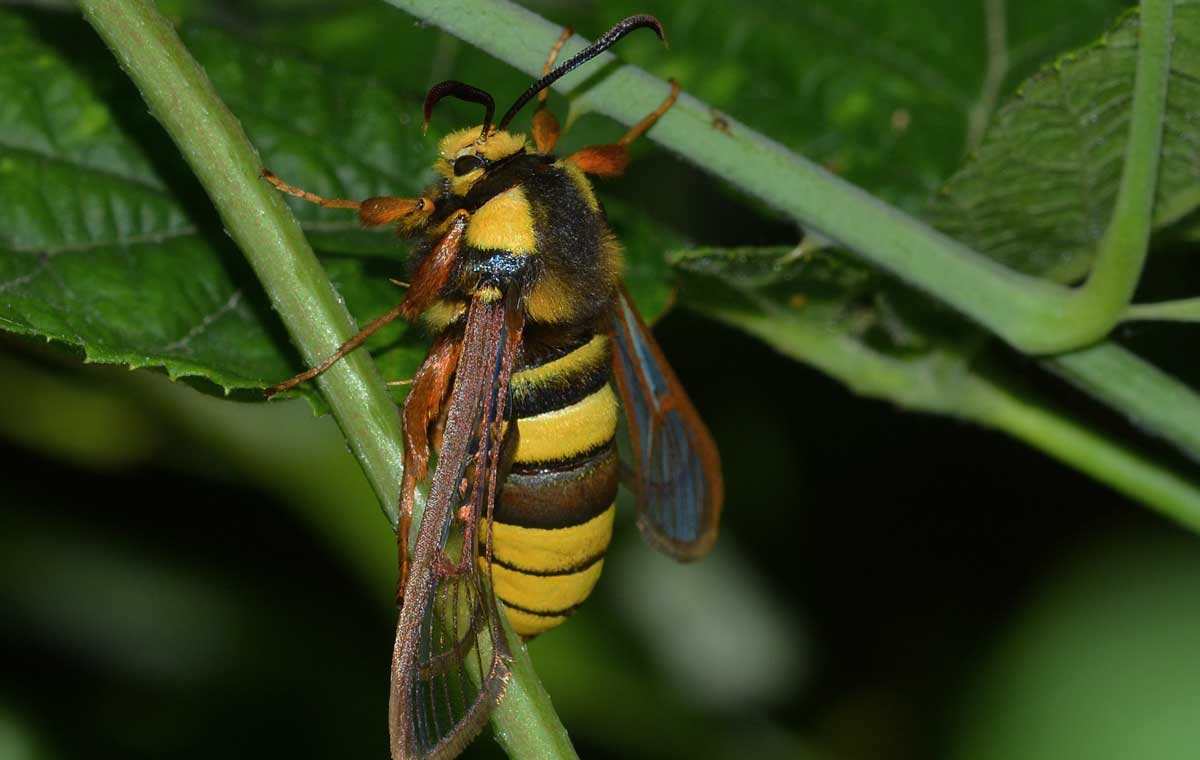 Da identificare - Sesia apiformis