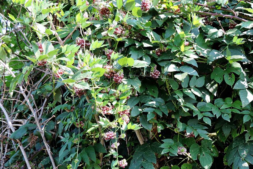 Apios americana / Glicine tuberoso