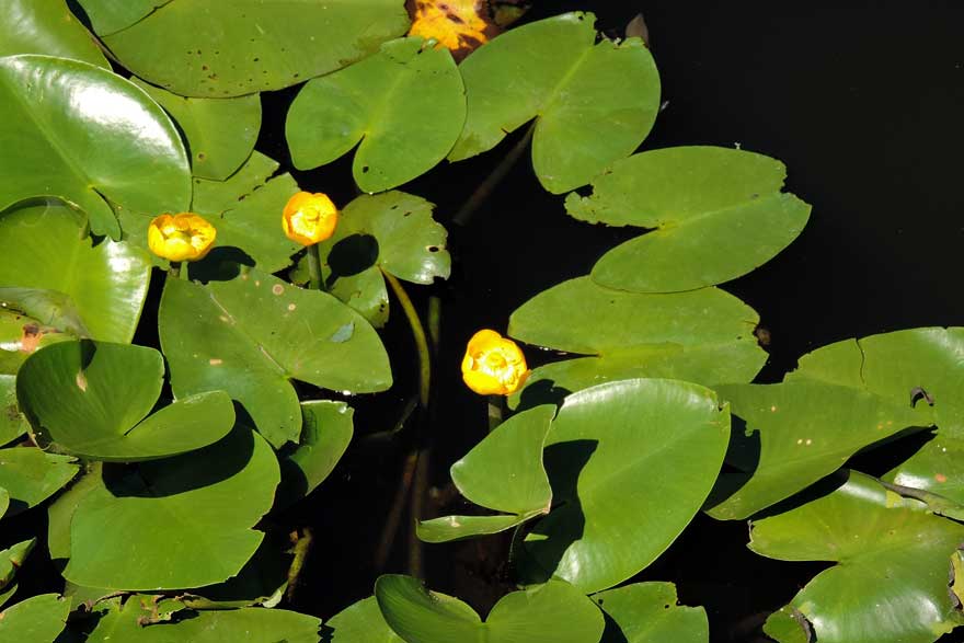 Nuphar lutea / Ninfea gialla
