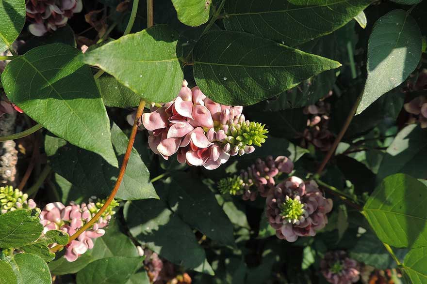 Apios americana / Glicine tuberoso