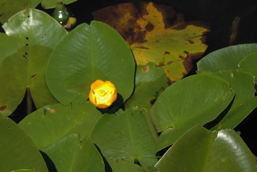 Nuphar lutea / Ninfea gialla