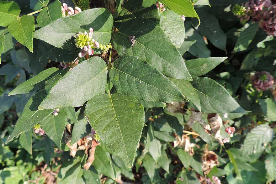Apios americana / Glicine tuberoso