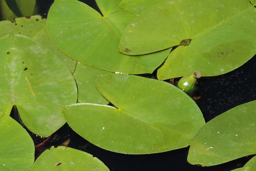 Nuphar lutea / Ninfea gialla