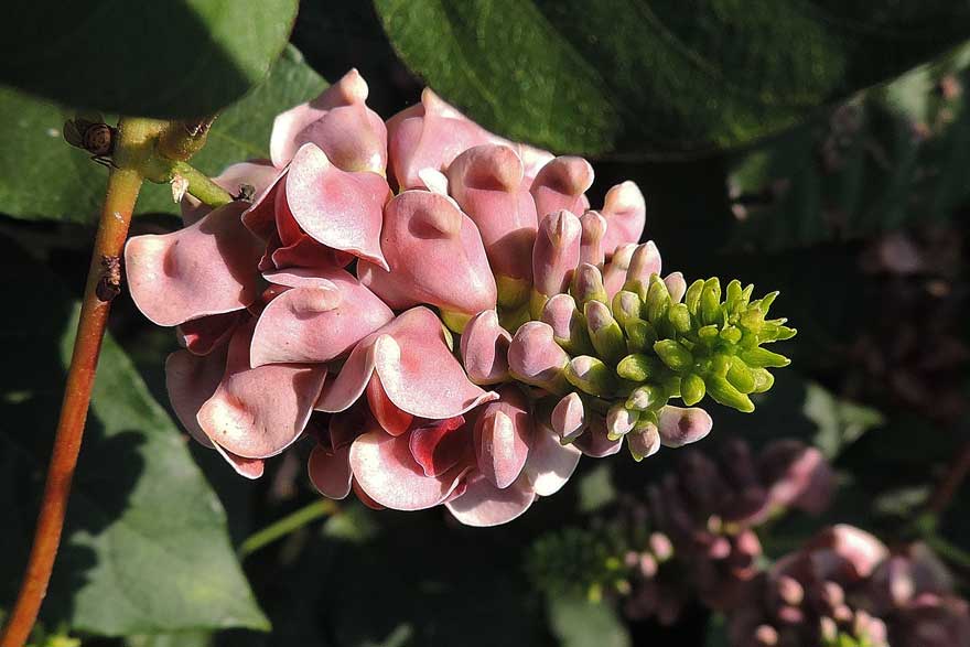 Apios americana / Glicine tuberoso