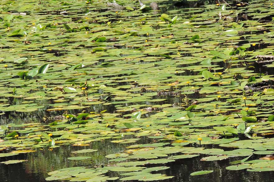 Nuphar lutea / Ninfea gialla