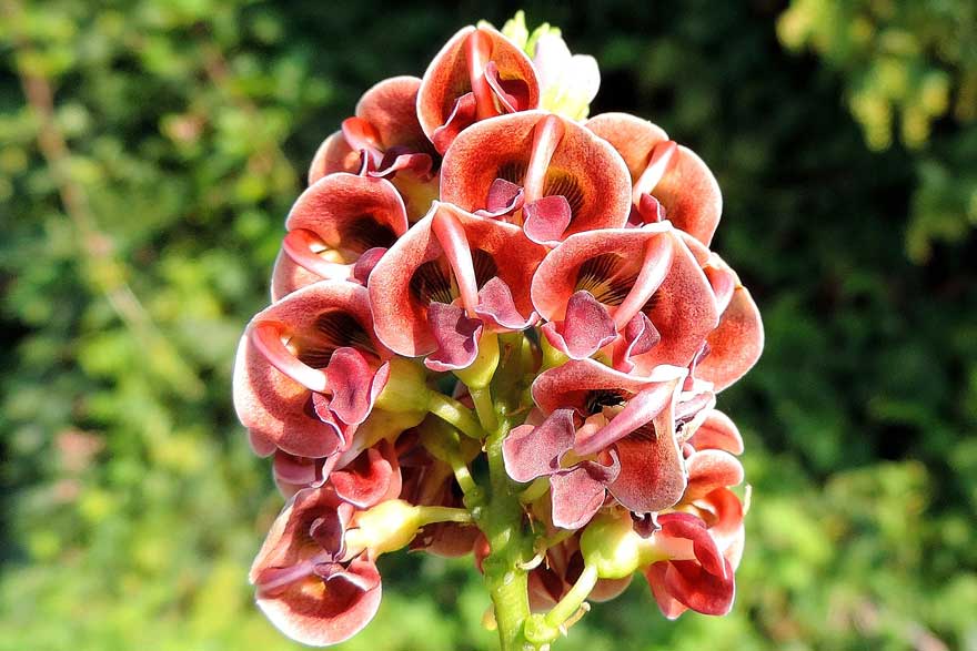 Apios americana / Glicine tuberoso
