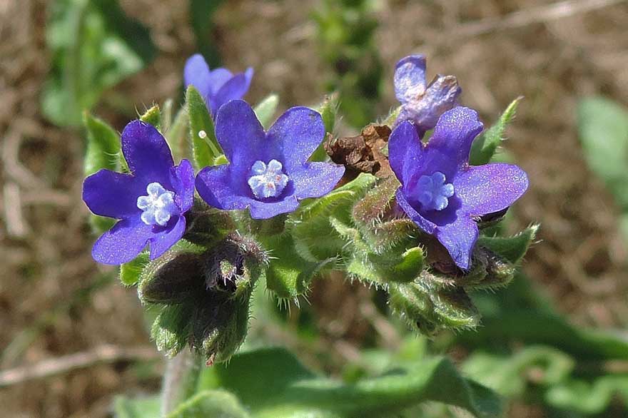 Anchusa officinalis / Buglossa comune
