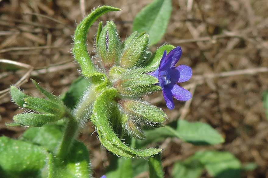 Anchusa officinalis / Buglossa comune