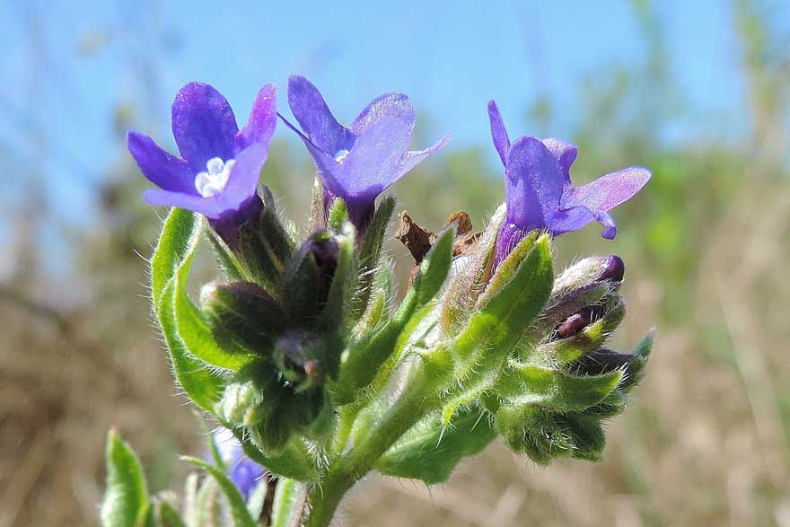 Anchusa officinalis / Buglossa comune
