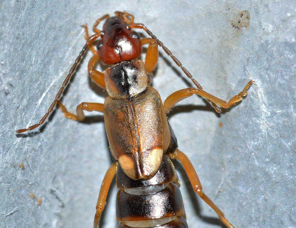 Forficula auricularia